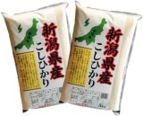 新潟県産 白米 こしひかり 10kg [5kg×2袋] 令和6年産